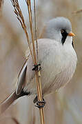 Bearded Reedling