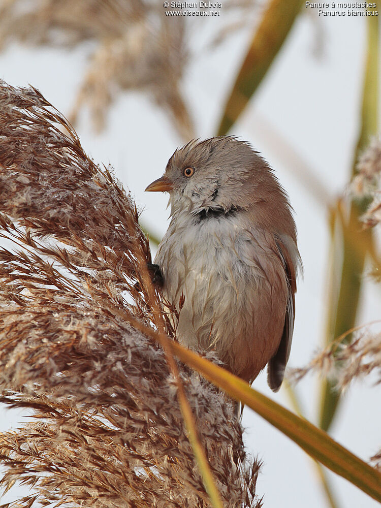 Bearded Reedling female