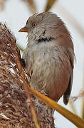 Bearded Reedling