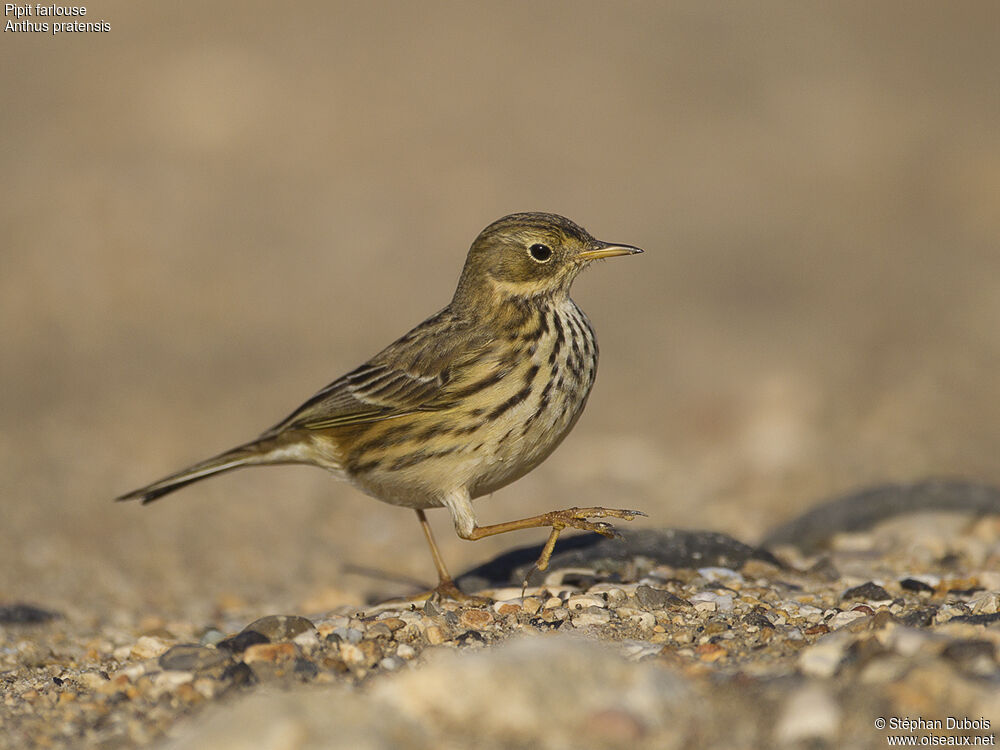 Meadow Pipit