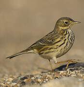 Meadow Pipit