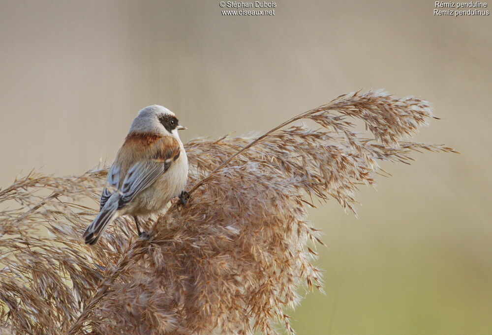 Rémiz penduline mâle