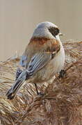 Eurasian Penduline Tit