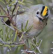 Goldcrest