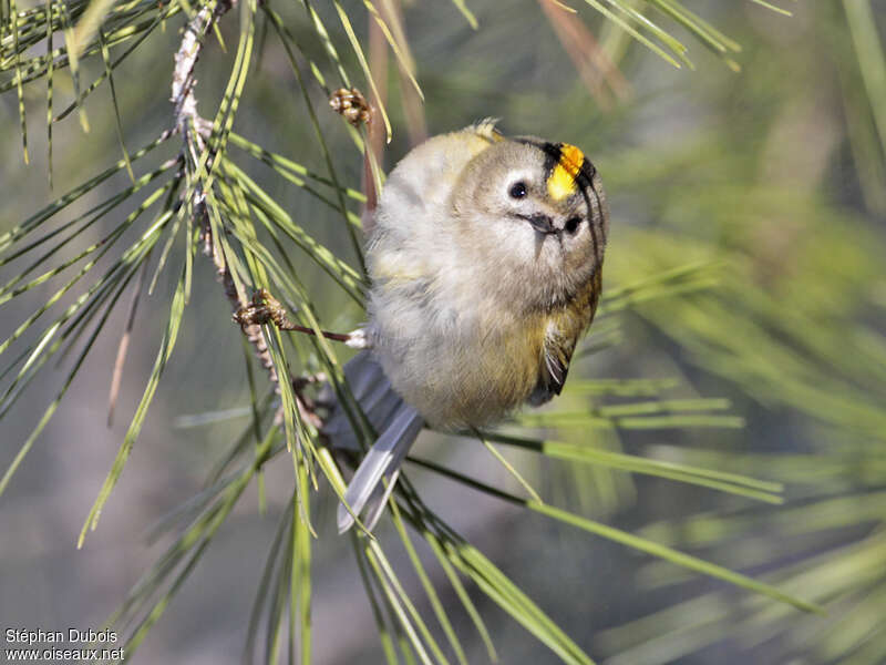 Goldcrest male adult, habitat, pigmentation, Behaviour