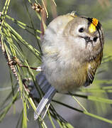 Goldcrest