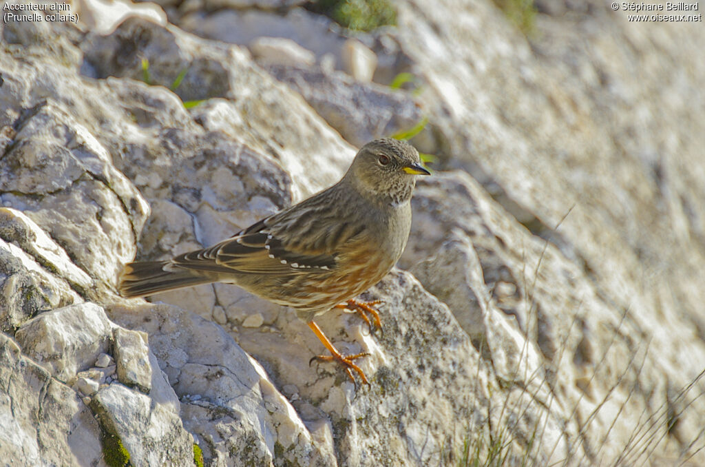 Accenteur alpinadulte internuptial