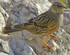 Accenteur alpin