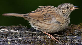 Dunnock