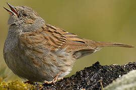 Dunnock