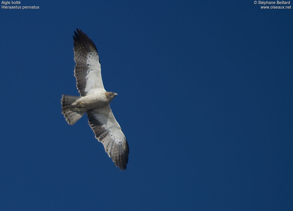 Booted Eagle