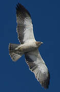 Booted Eagle