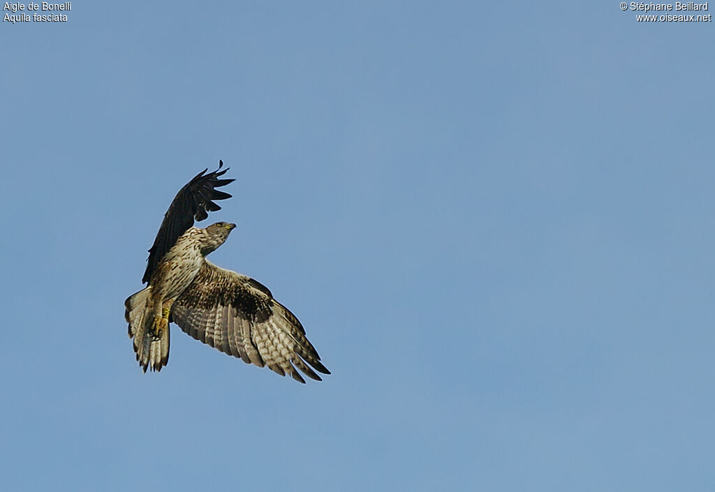 Aigle de Bonelliadulte