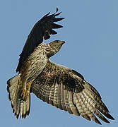 Bonelli's Eagle