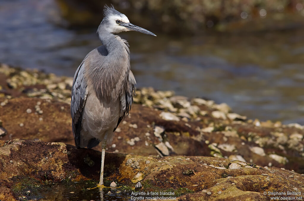 White-faced Heron