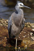 White-faced Heron