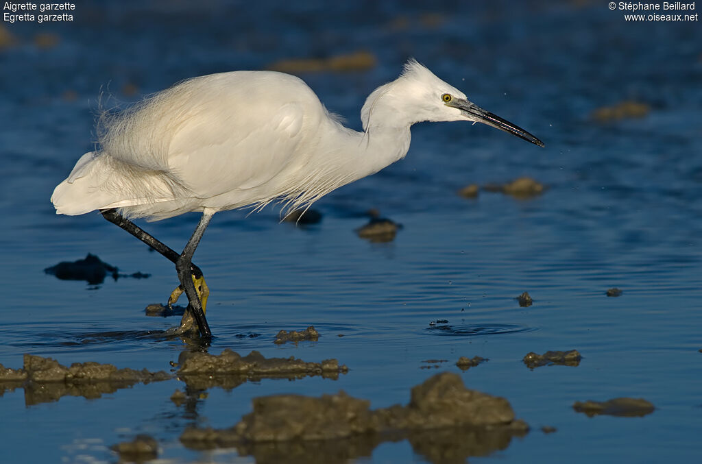 Little Egret, identification