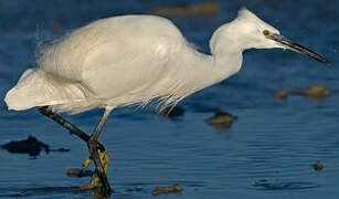 Little Egret