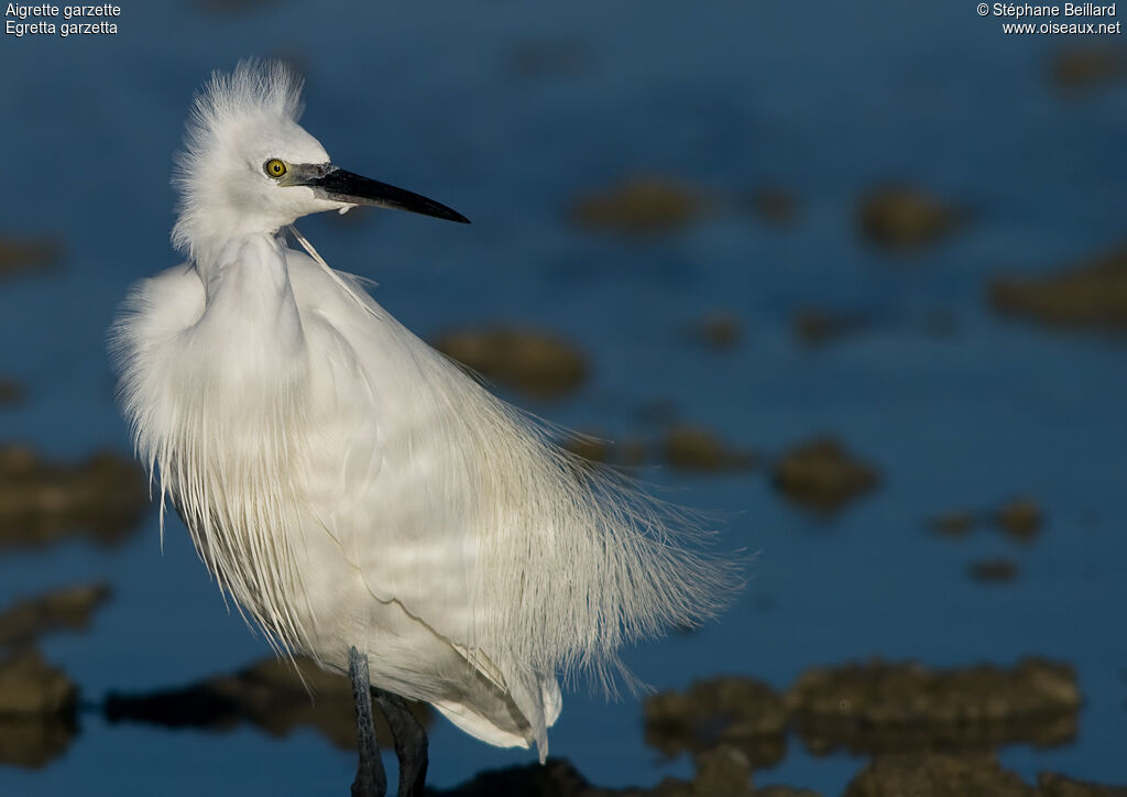 Little Egret