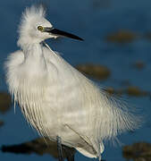 Little Egret