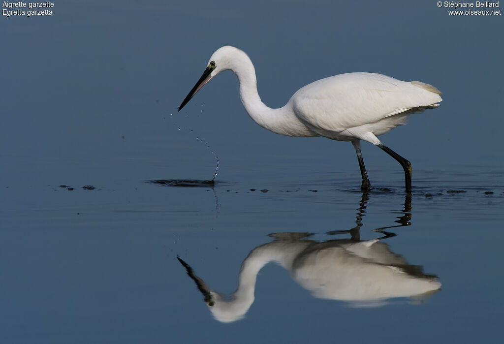 Little Egret