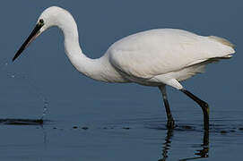 Aigrette garzette