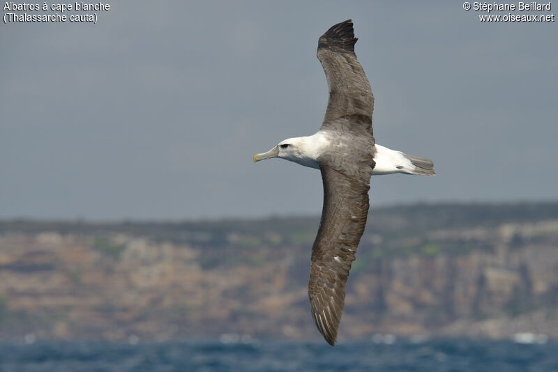 Albatros à cape blanche, Vol