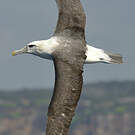 Albatros à cape blanche