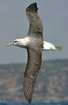 Albatros à cape blanche