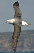 Albatros à cape blanche