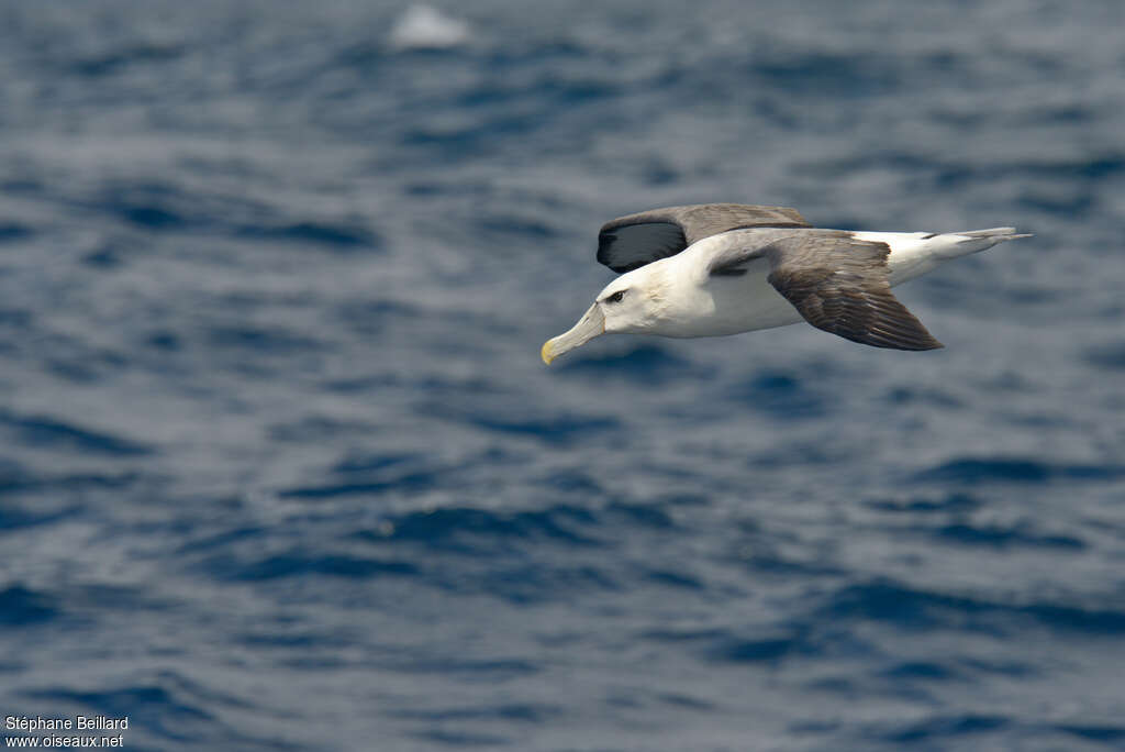 Shy Albatrossadult, Flight