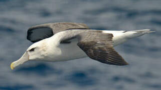 Albatros à cape blanche