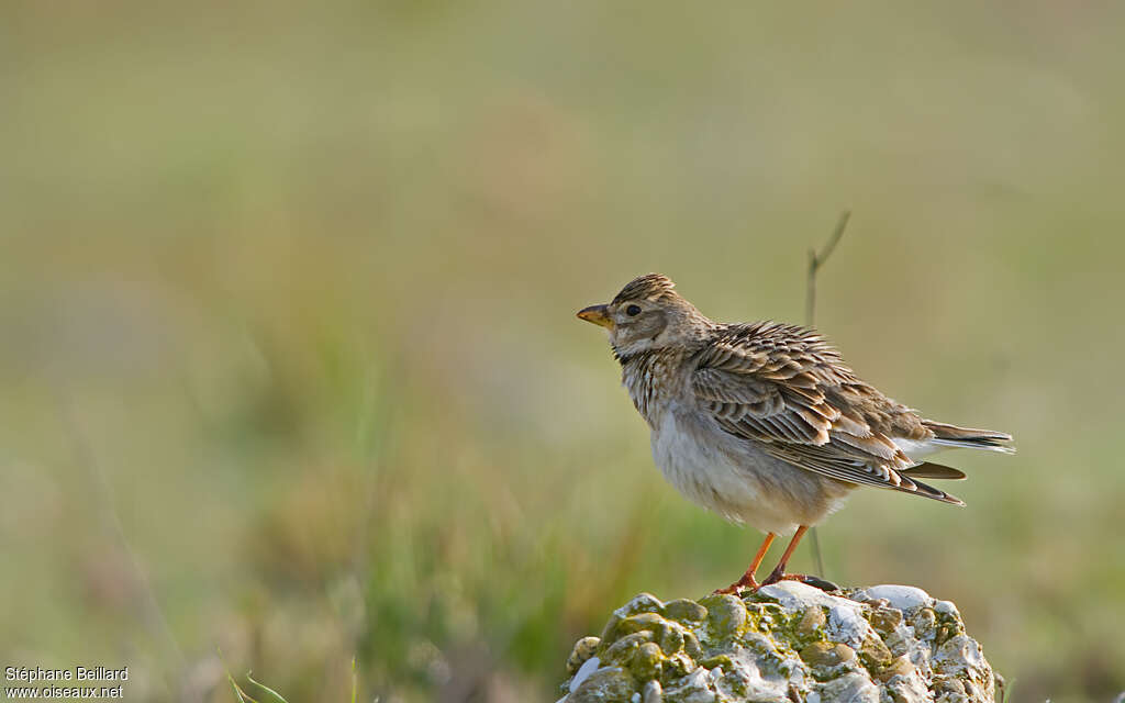 Calandra Lark