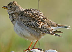 Calandra Lark