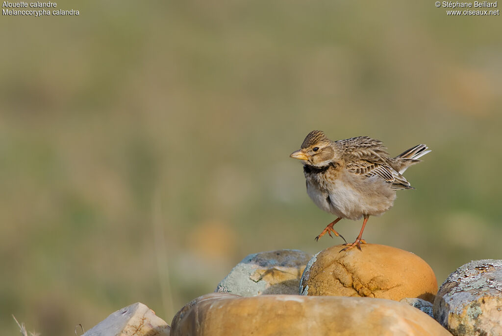 Calandra Lark