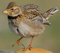 Calandra Lark