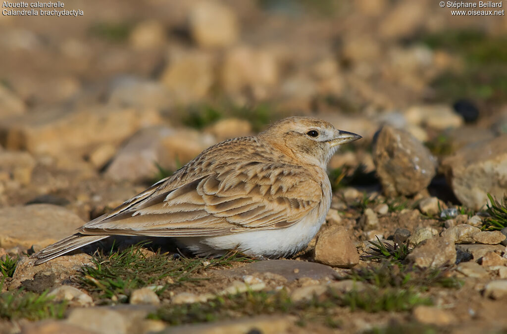 Greater Short-toed Larkadult