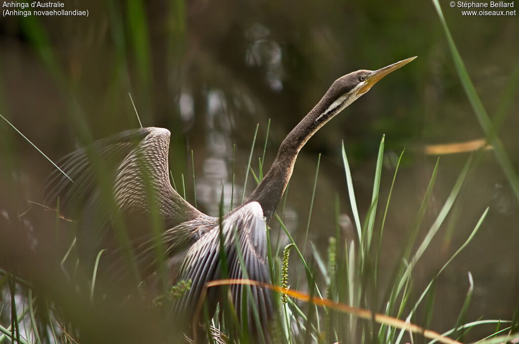 Anhinga d'Australie