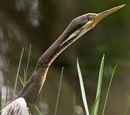 Anhinga d'Australie