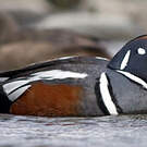 Arlequin plongeur