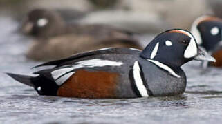 Arlequin plongeur