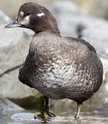 Harlequin Duck