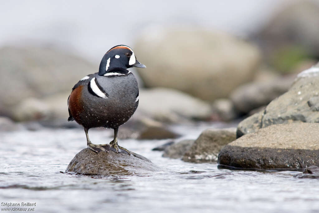 Harlequin Duck male adult, habitat, pigmentation