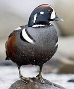 Harlequin Duck