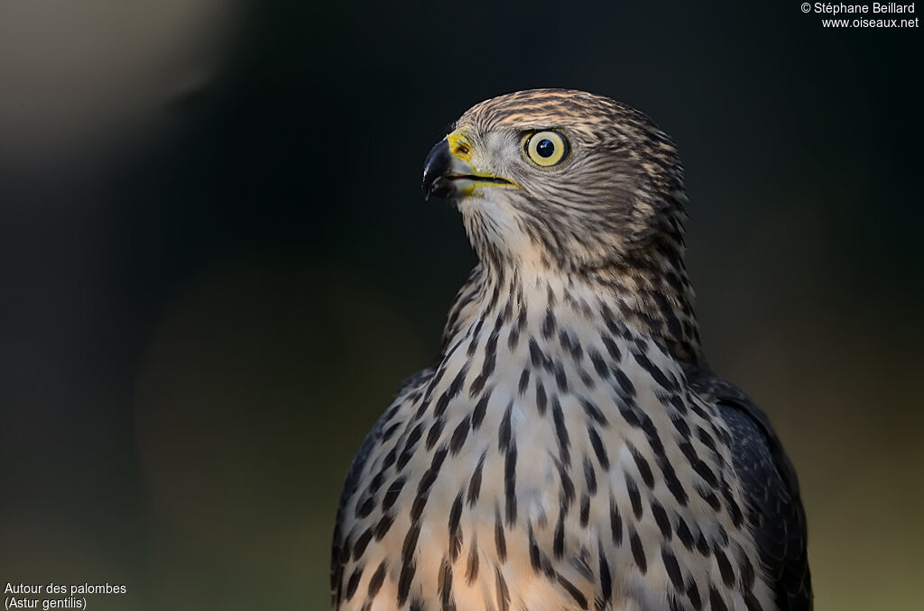 Northern Goshawkjuvenile