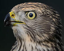 Eurasian Goshawk