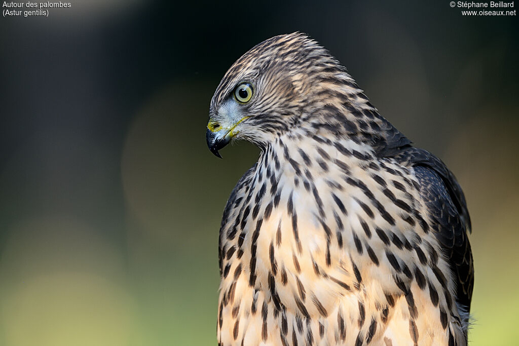 Northern Goshawkjuvenile