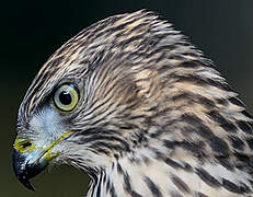 Eurasian Goshawk