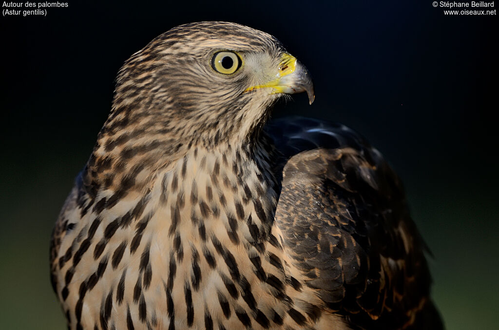 Eurasian Goshawkjuvenile