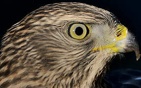 Eurasian Goshawk